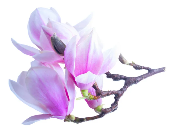 Magnolia Flores sobre Branco — Fotografia de Stock