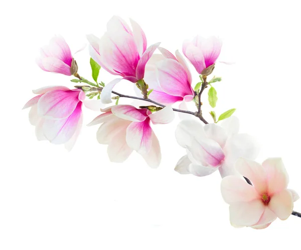 Magnolia bloemen op wit — Stockfoto