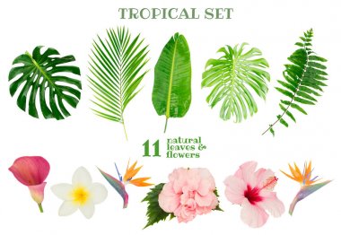 Tropik yeşil yapraklar