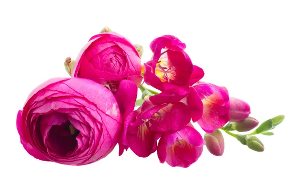 Freeseia fresh flowers — Stock Photo, Image