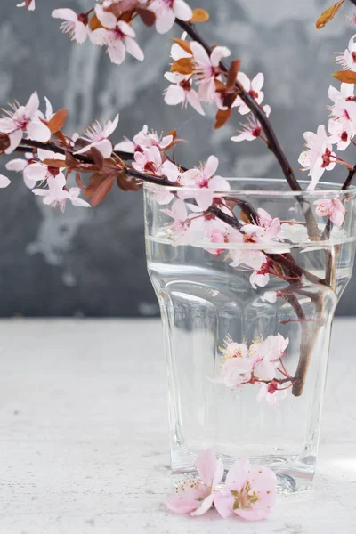 Fiori dell'albero di primavera — Foto Stock