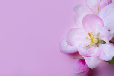 Bahar ağacı çiçekleri