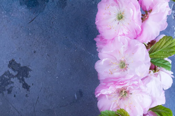 ツリーの春の花 — ストック写真