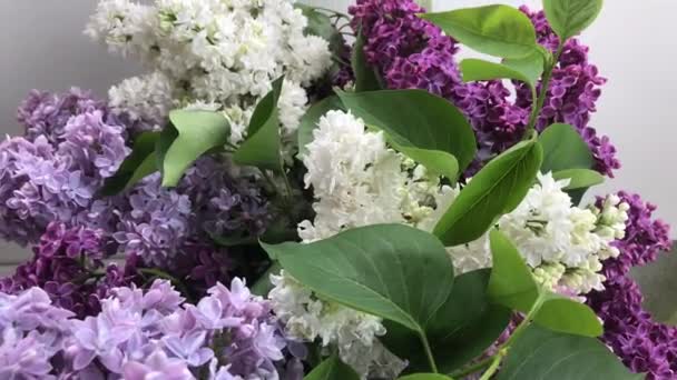 Flores frescas de lila — Vídeo de stock