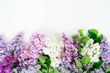 Taze leylak çiçekleri