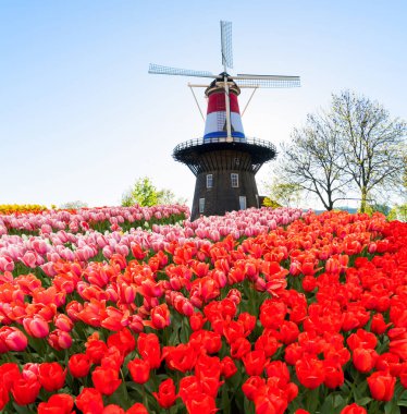 Hollanda rüzgar değirmenleri