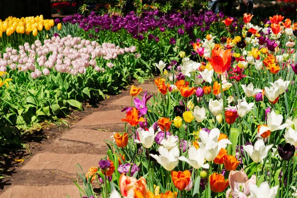 Lits de fleurs de tulipes de printemps — Photo