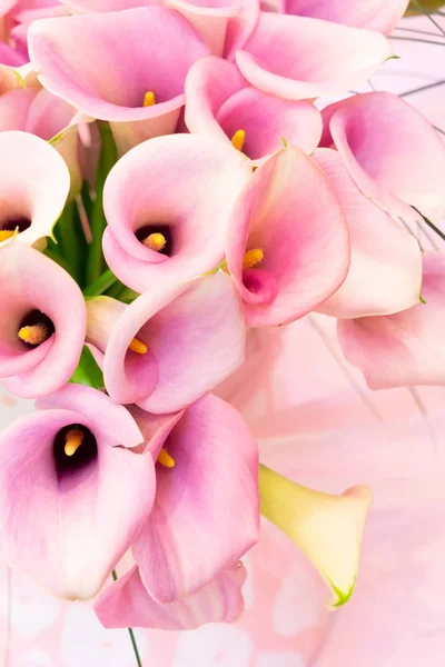 Rosa Calla-Lilie — Stockfoto