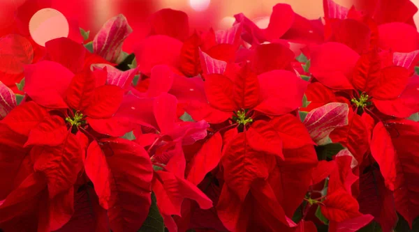 緋色のポインセチアの花やクリスマススター — ストック写真