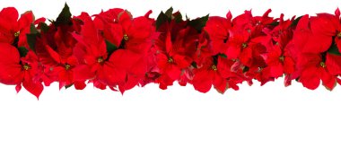 Kırmızı noktalı çiçek ya da noel yıldızı