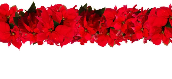 Skarlát poinsettia virág vagy karácsonyi csillag — Stock Fotó