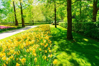 Çiçekli sarı nergisler.