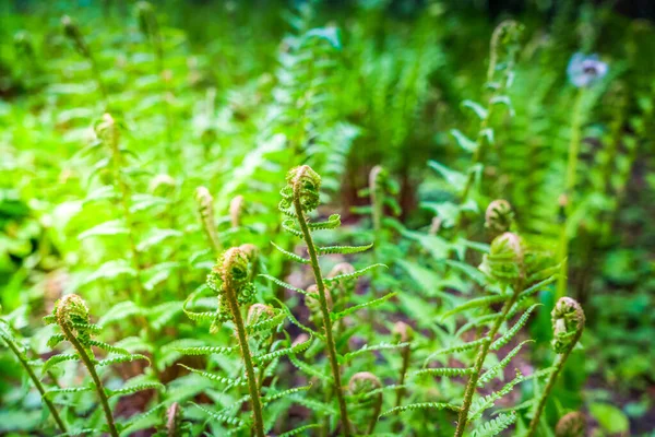 Germogli di felce verde sotto il sole — Foto Stock