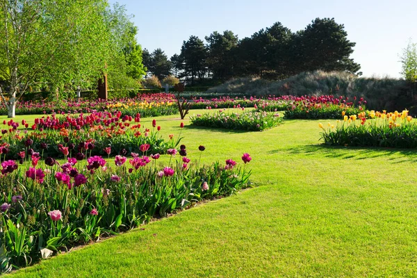 Fresh lawn with flowers — Stock Photo, Image