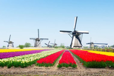 Hollanda rüzgar değirmenleri