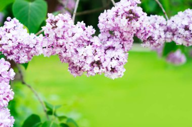 Çiçek açan leylak çiçekleri