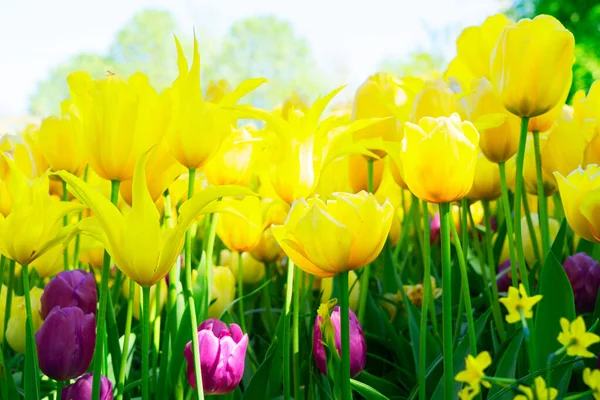 Tulipanes jardín cama de flores —  Fotos de Stock