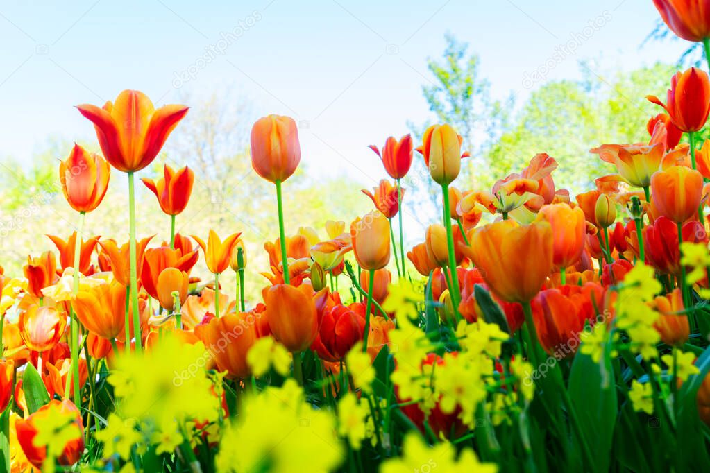 Tulips garden flowerbed