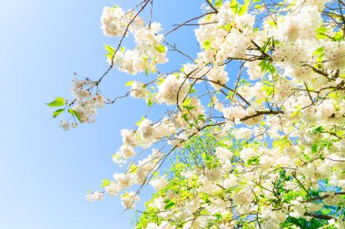 Kiraz ağacı çiçeği.