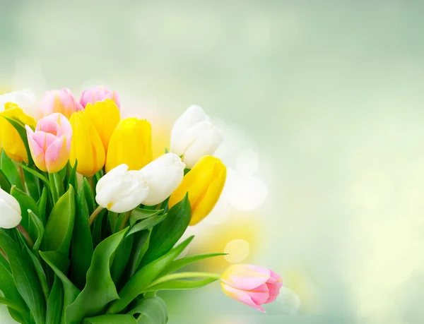 Pink fresh tulips — Stock Photo, Image