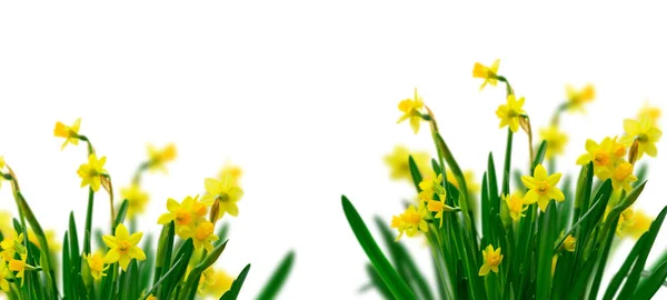 Yellow daffodil flowers — Stock Photo, Image