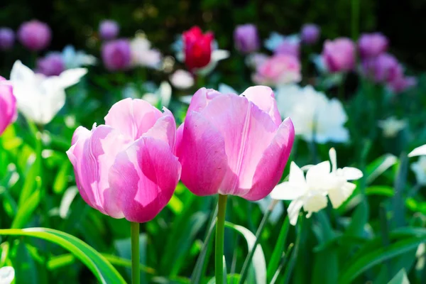 Tulipanes jardín cama de flores —  Fotos de Stock