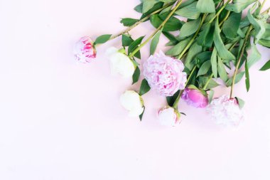 Taze şakayık çiçekleri