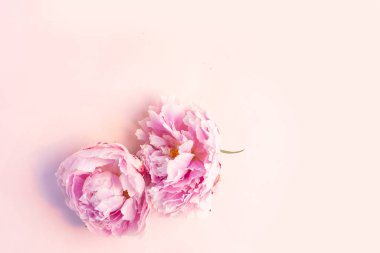 Taze şakayık çiçekleri