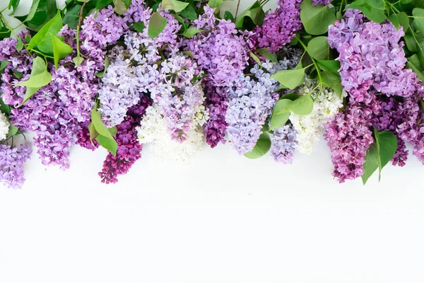 Flores lilás frescas — Fotografia de Stock