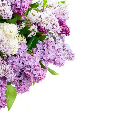 Taze leylak çiçekleri