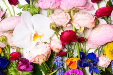 Ranunculus düz konum