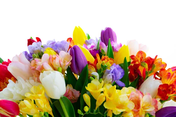 Świeże kwiaty tulipanów — Zdjęcie stockowe
