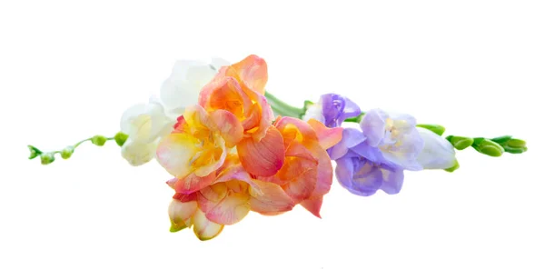 Taze frezya çiçekleri — Stok fotoğraf
