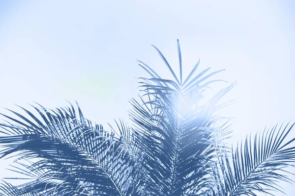 Palmera tropical — Foto de Stock