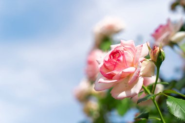 Güllü geniş web pankartı