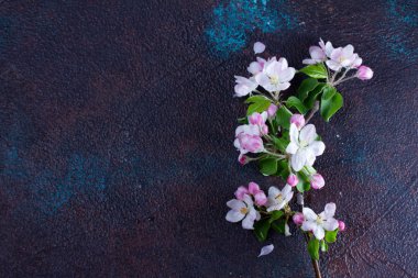 Bahar ağacı elma çiçekler