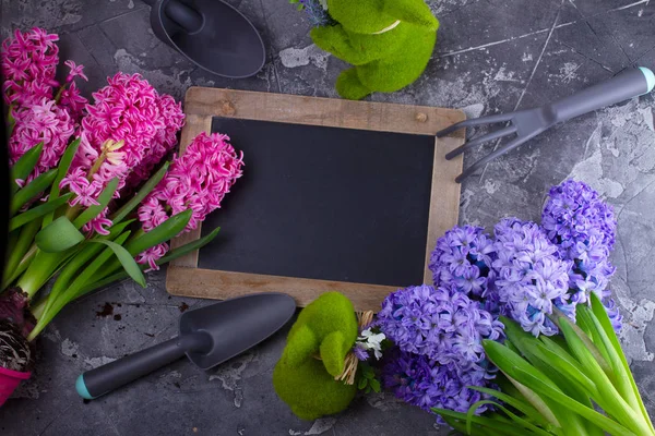 Концепция садоводства с гиацинтовыми свежими цветами — стоковое фото