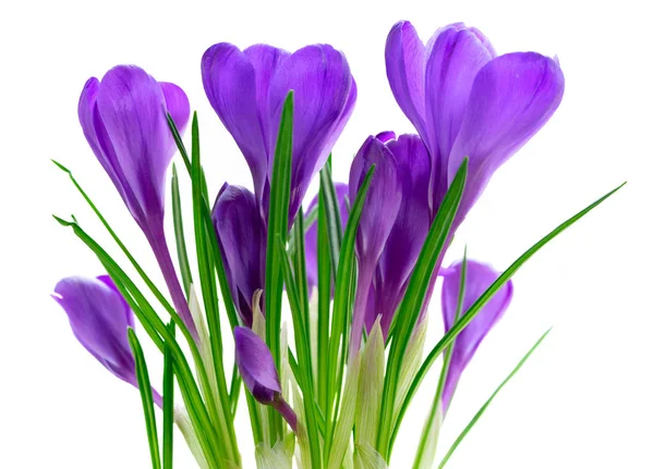 Blå krokus blommor — Stockfoto