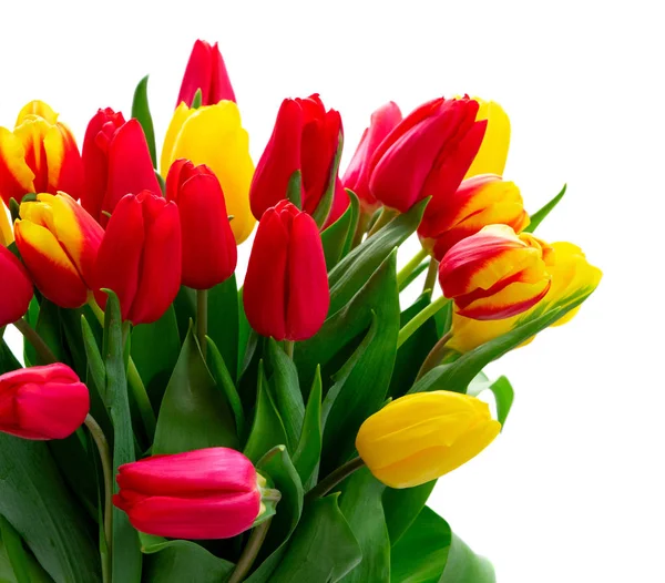 Tulipes rouges et jaunes — Photo