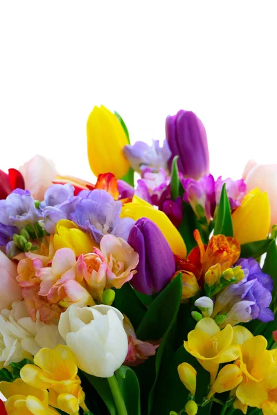 Čerstvé tulipány květiny — Stock fotografie