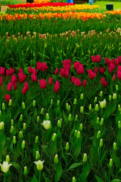 Pelouse fraîche avec des fleurs — Photo