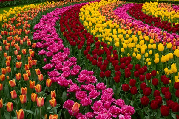 Narcisos en el jardín de primavera —  Fotos de Stock