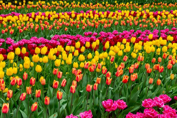 Narcisos no jardim de primavera — Fotografia de Stock