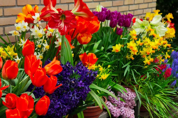 Renkli çiçek mağazası — Stok fotoğraf