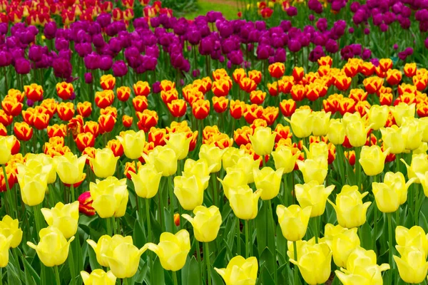 Jonquilles dans le jardin de printemps — Photo