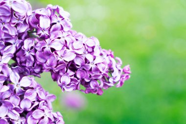 Çiçek açan leylak çiçekleri