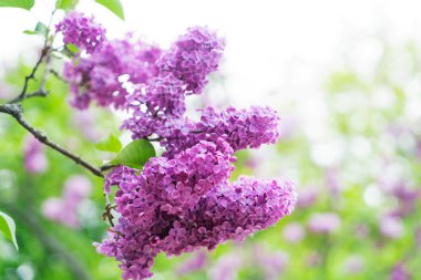 Çiçek açan leylak çiçekleri