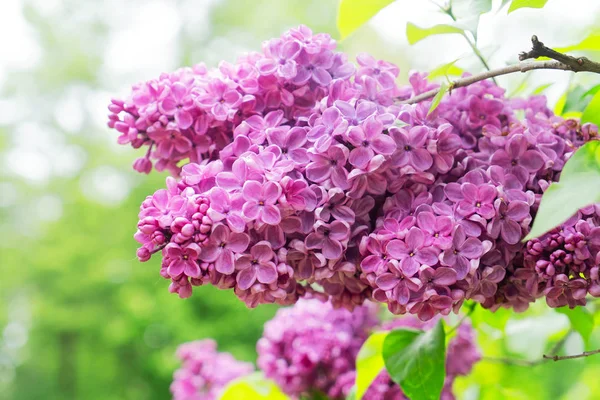 Flores lilás florescentes — Fotografia de Stock