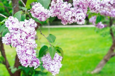 Çiçek açan leylak çiçekleri