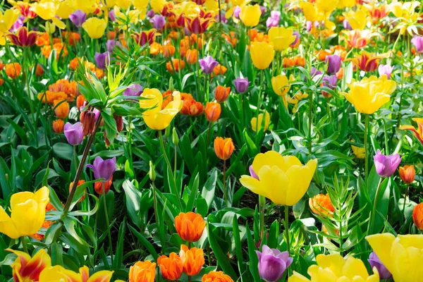 Tulips garden flowerbed — Stock Photo, Image